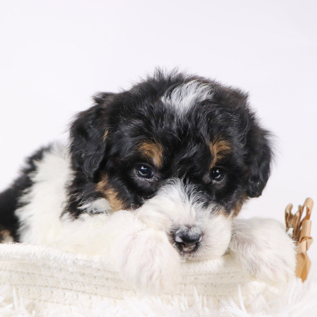 Caleb - Available 12/17