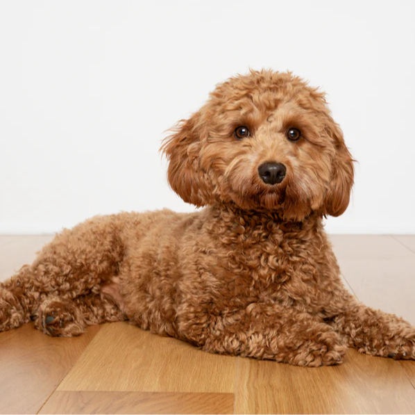 Cavapoo Puppies for Sale