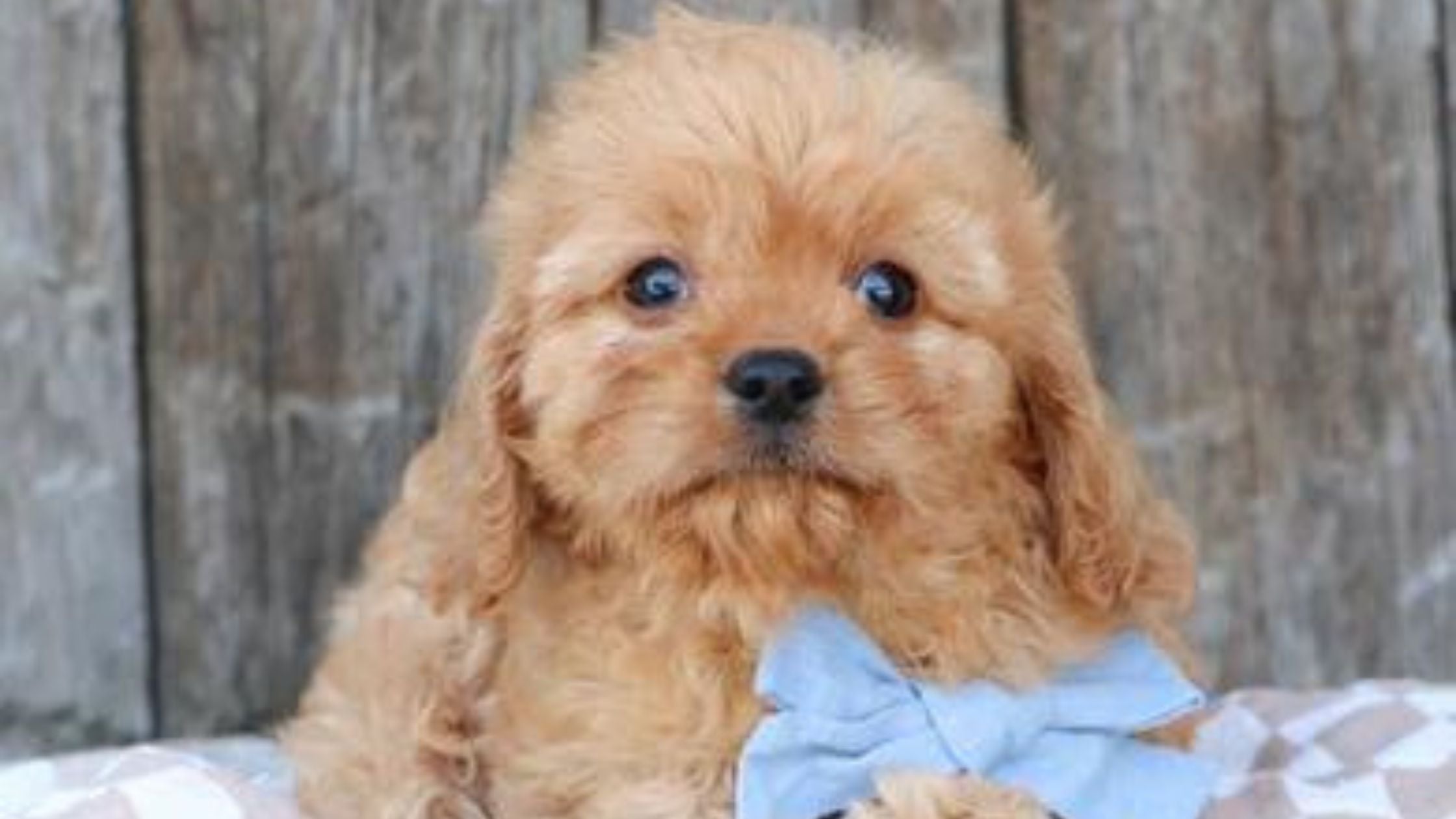 cavapoo puppies