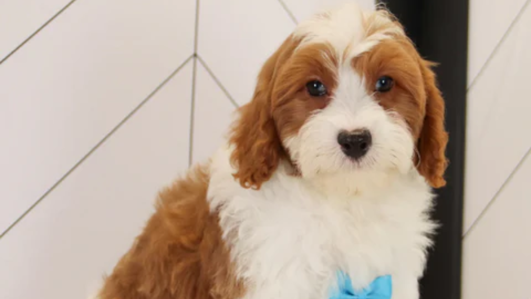cavapoo puppy