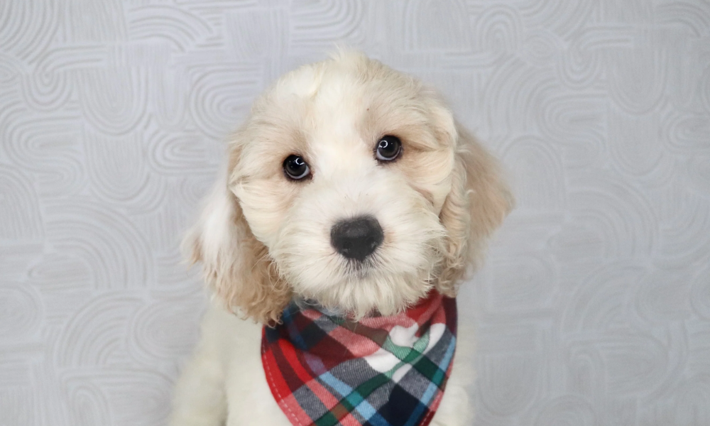 cockapoo puppy