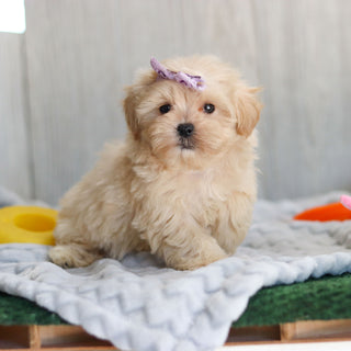 Diva - Available 10/15