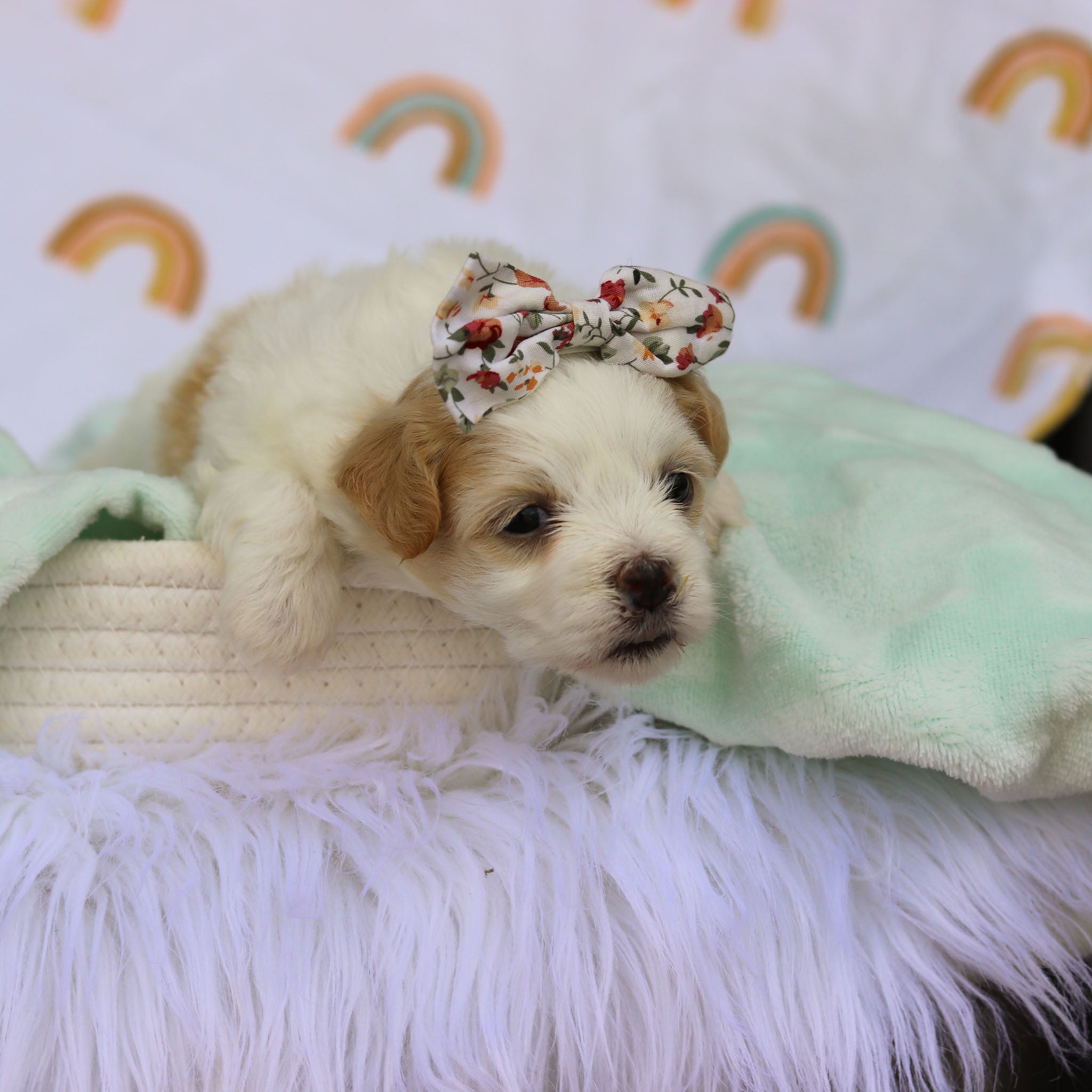 Puppies for sale in Virginia Beach