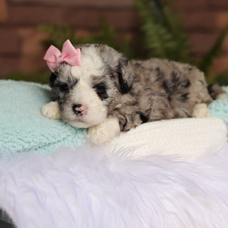 Bessie