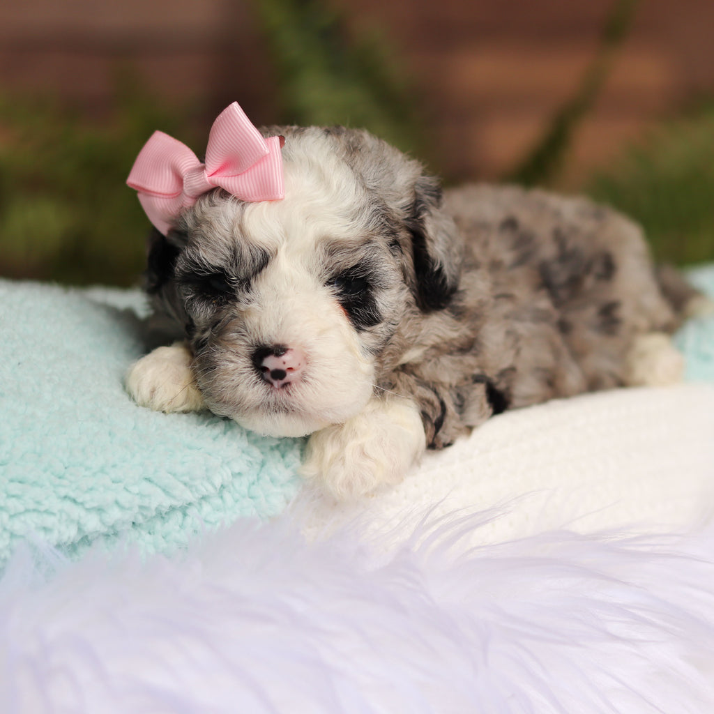 Bessie