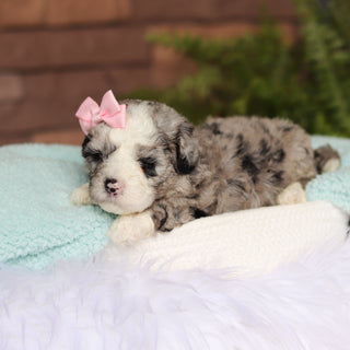 Bessie
