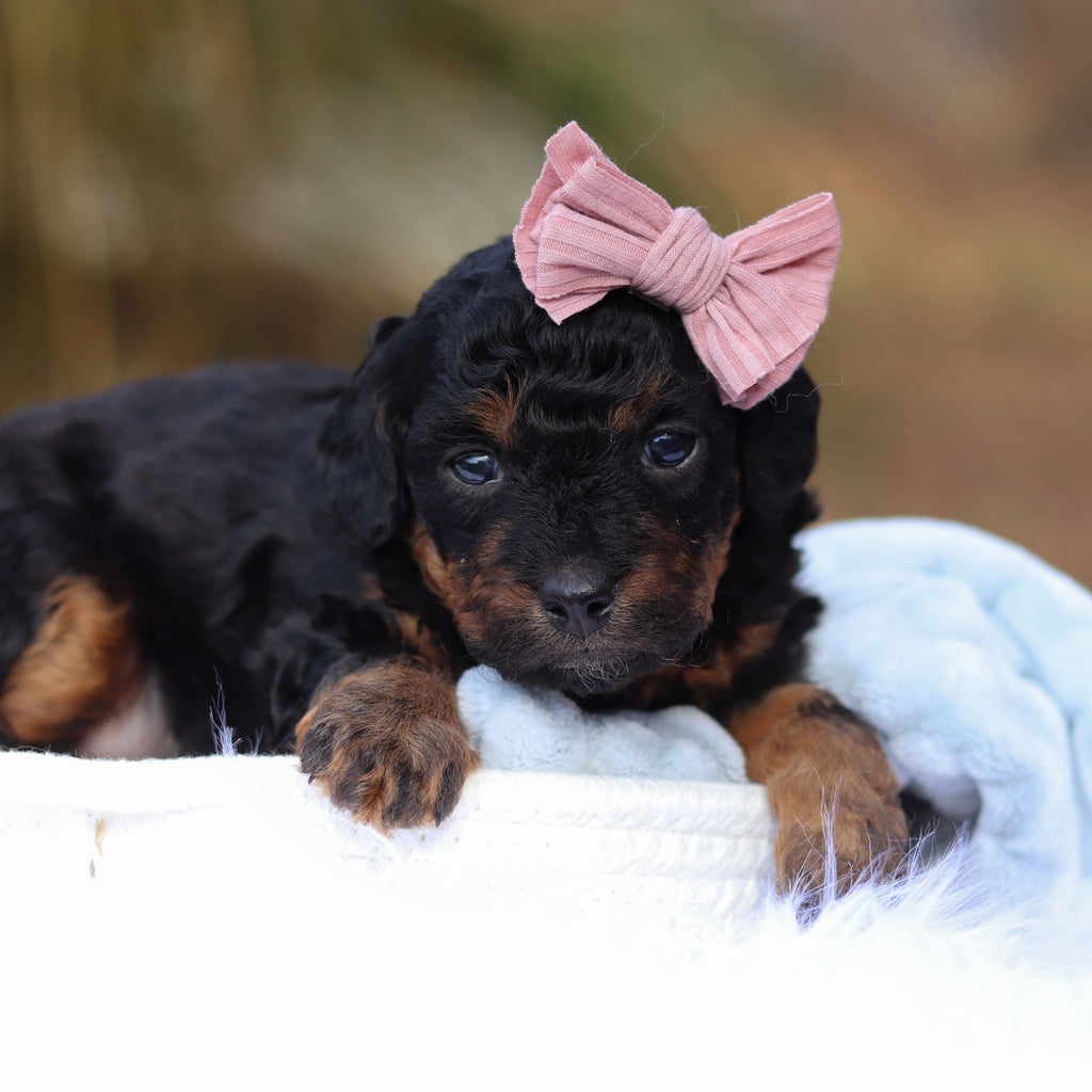 Biscuit