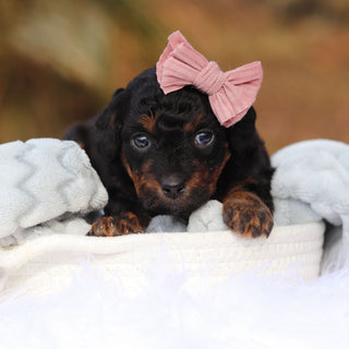 Biscuit