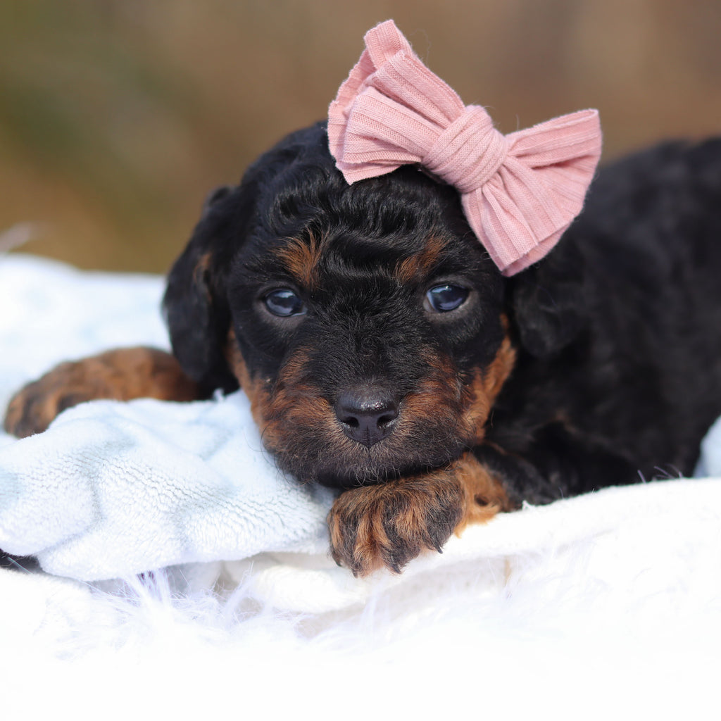 Biscuit