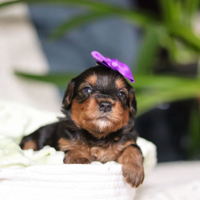 Luna - Available May 7