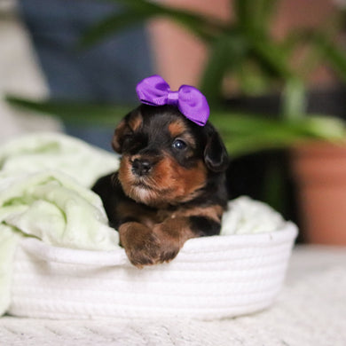 Luna - Available May 7