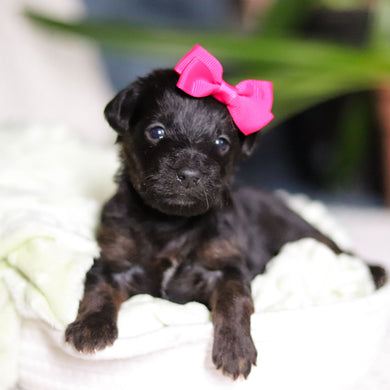 Nova - Available May 7