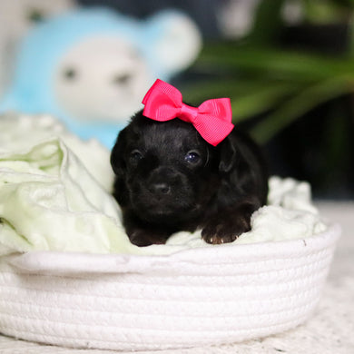 Nova - Available May 7