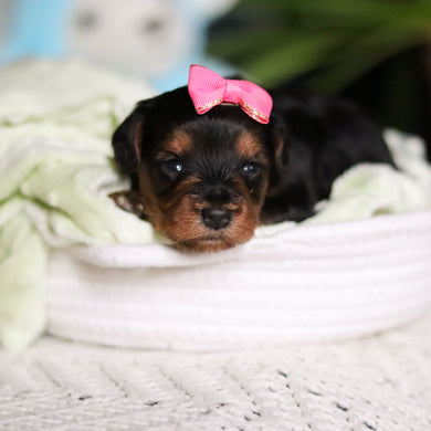 Indie - Available May 7