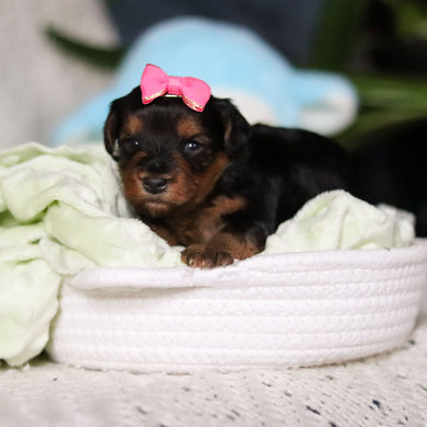 Indie - Available May 7