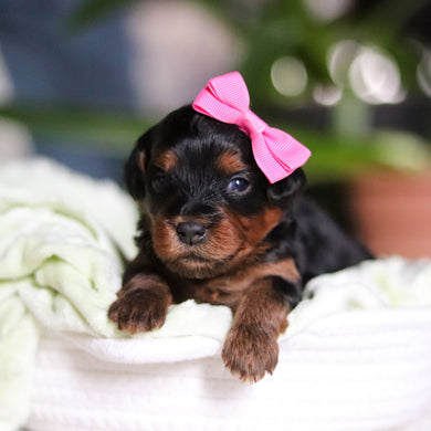 Cleo - Available May 7