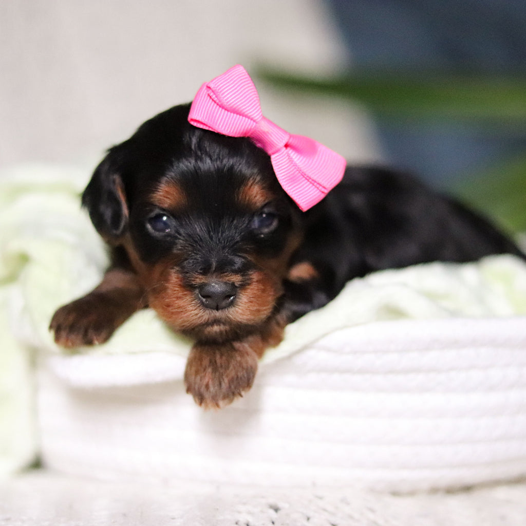 Cleo - Available Now