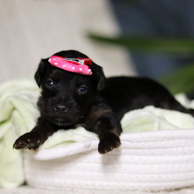 Zara - Available May 7