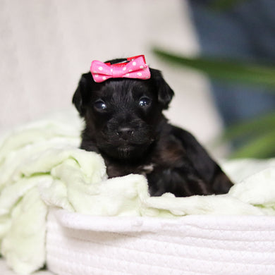 Zara - Available May 7