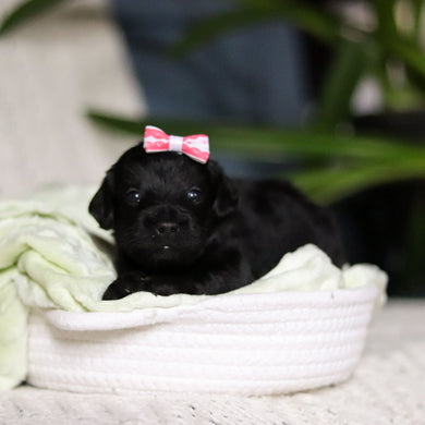 Nala - Available May 7