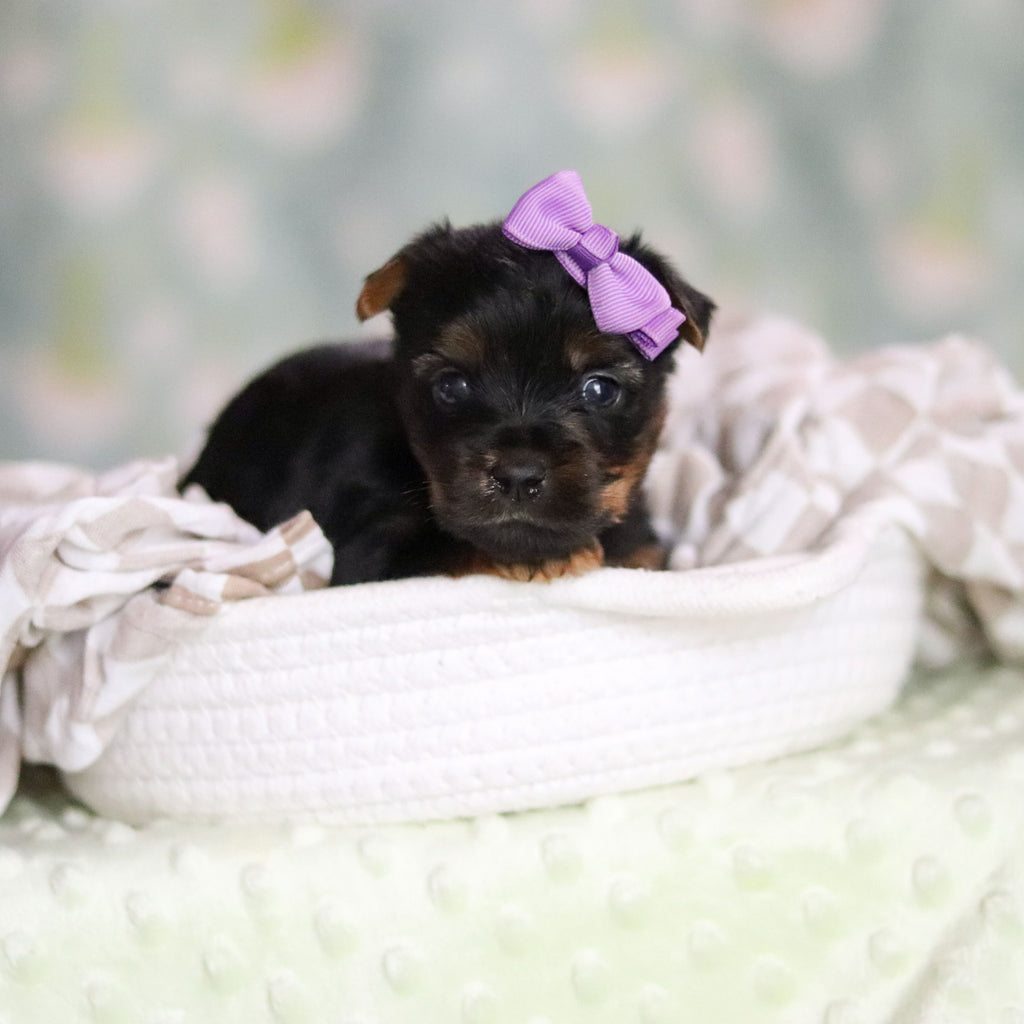 Starlet - Available 6/25