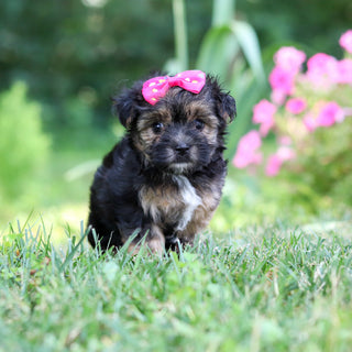 Sunny - Available 8/6