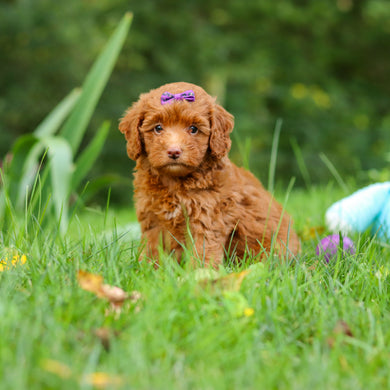 Fiona - Available 9/17