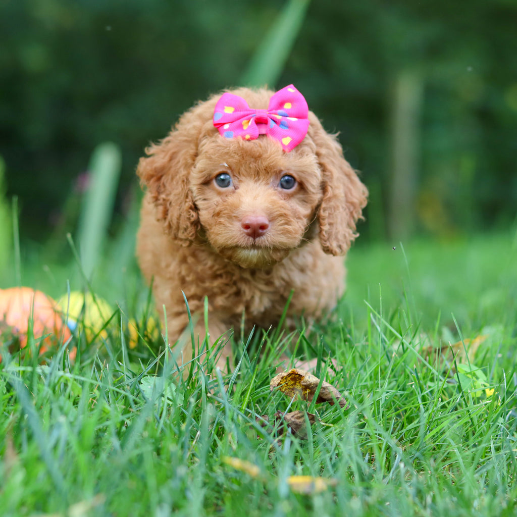 Florence - Available 9/17