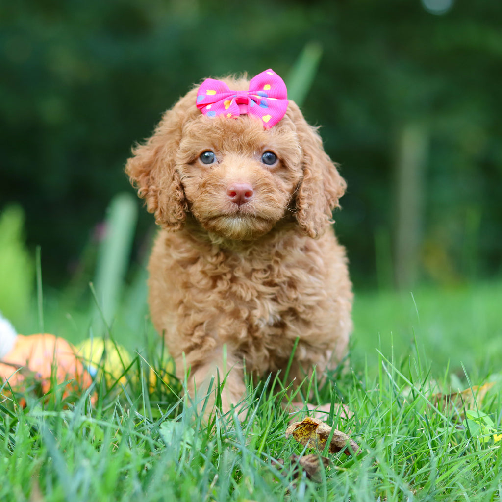 Florence - Available 9/17