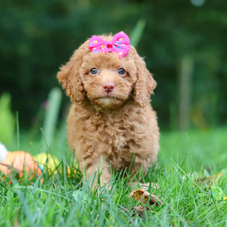 Florence - Available 9/17