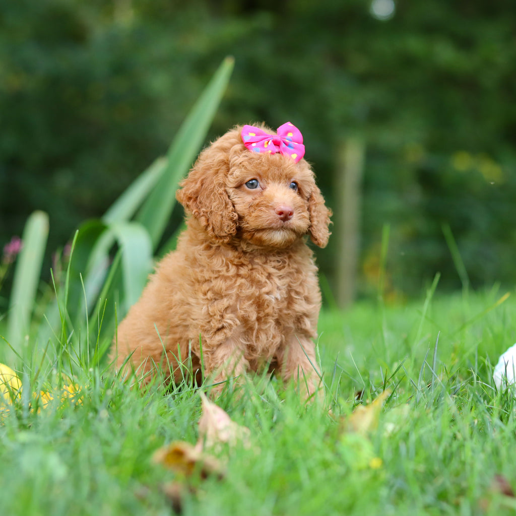 Florence - Available 9/17