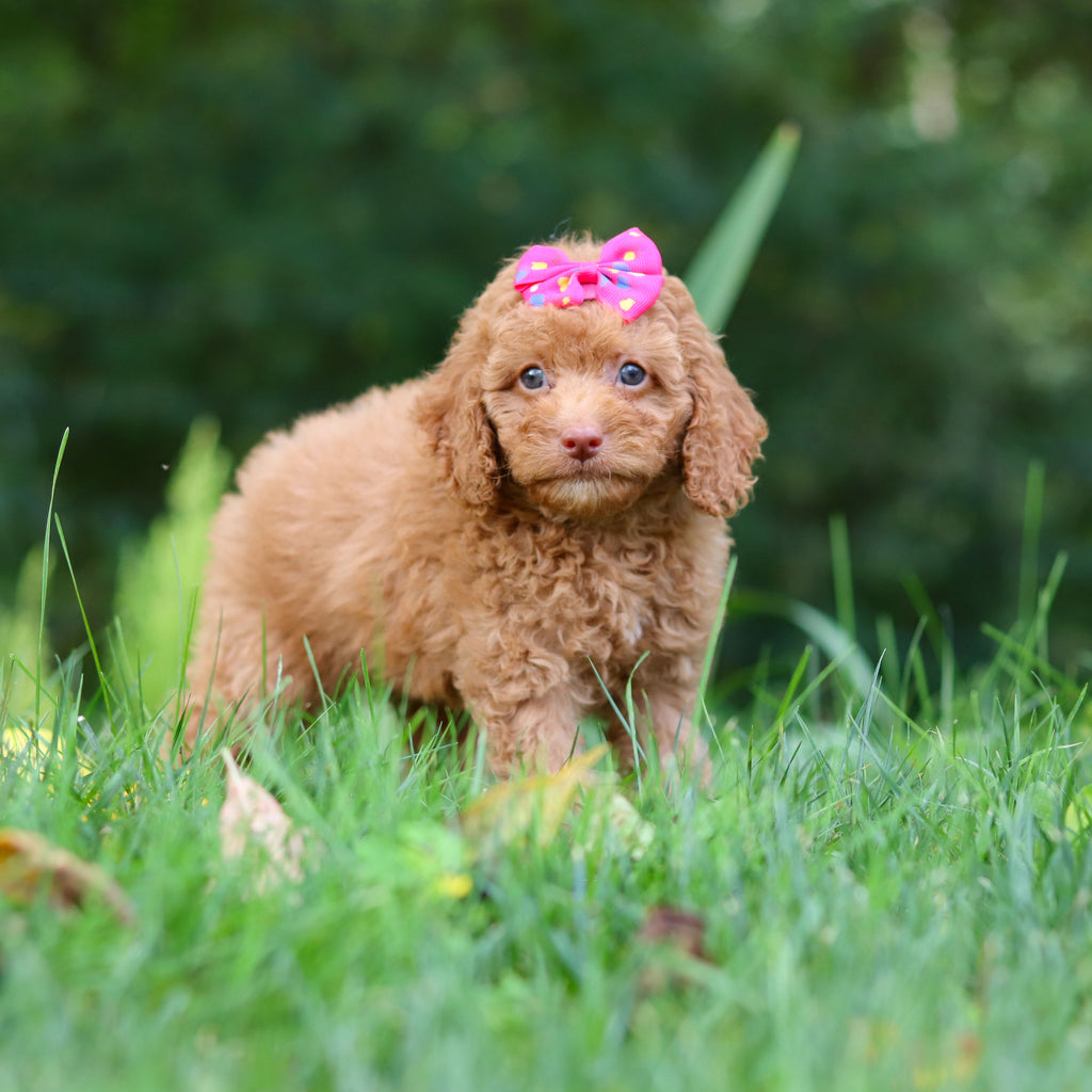 Florence - Available 9/17