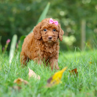 Freya - Available 9/17