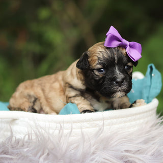 Sallie
