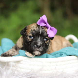 Sallie