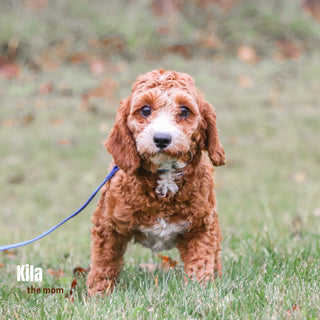 Mildred - Available Now