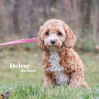 Ziggy - Available 1/8