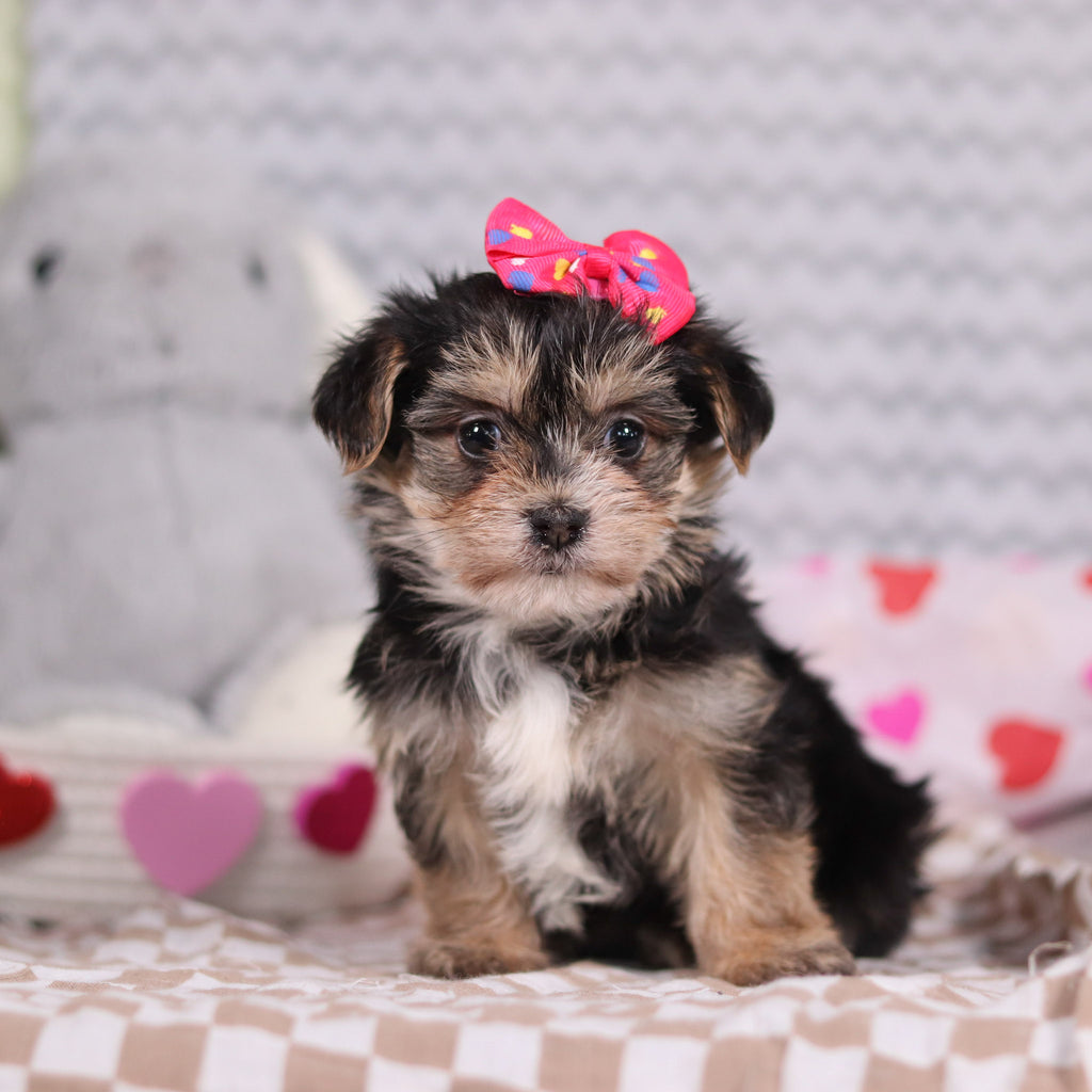 Victoria - Available Now