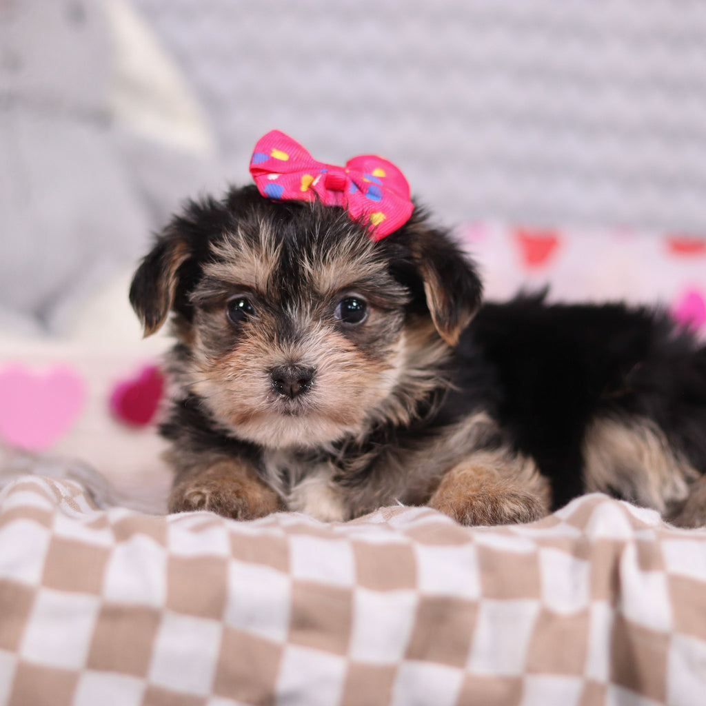 Victoria - Available Now