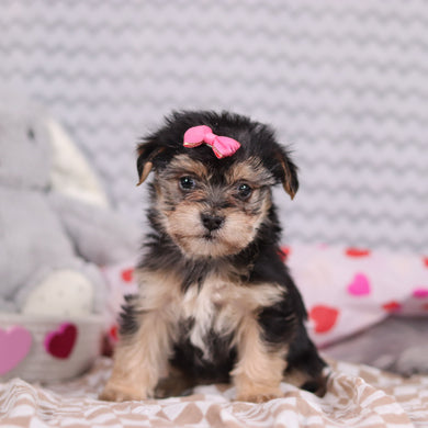 Zula - Available 2/12