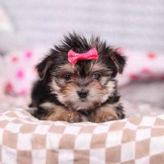 Inez - Available 2/19