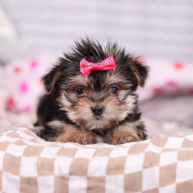 Inez - Available 2/12