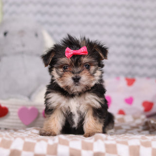 Inez - Available 2/19