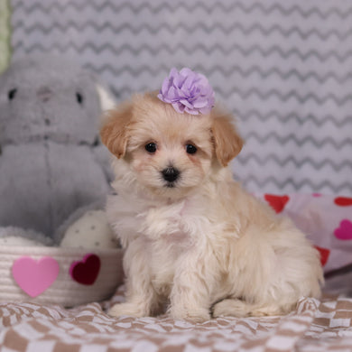 Dani - Available 2/12