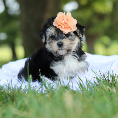 Nala - Available 7/30