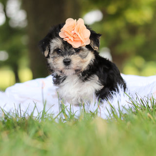 Nala - Available 7/30