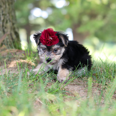 Nina - Available 7/30