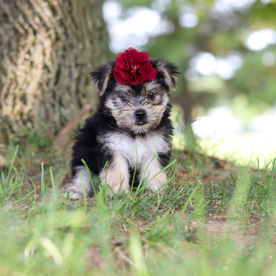 Nina - Available 7/30