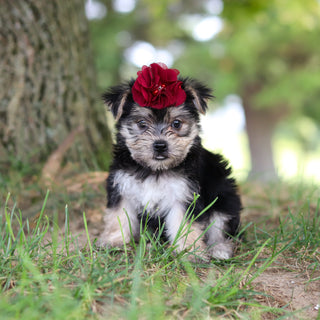 Nina - Available 7/30