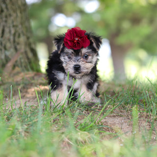 Nina - Available 7/30